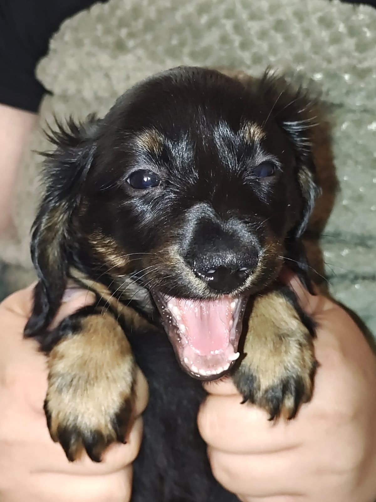 Wegens annulering - Langhaar Dwerg Teckelpup teefje, Dieren en Toebehoren, Parvo, 8 tot 15 weken, Teef, Dwerg