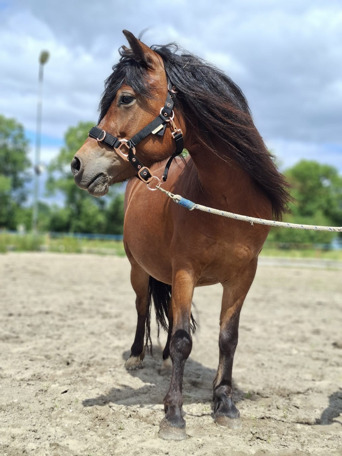 Rijden, leren en groeien? Wij zoeken jou!, Diensten en Vakmensen, Dieren | Paarden | Verzorging, Oppas en Les, Ruiter of Bijrijder