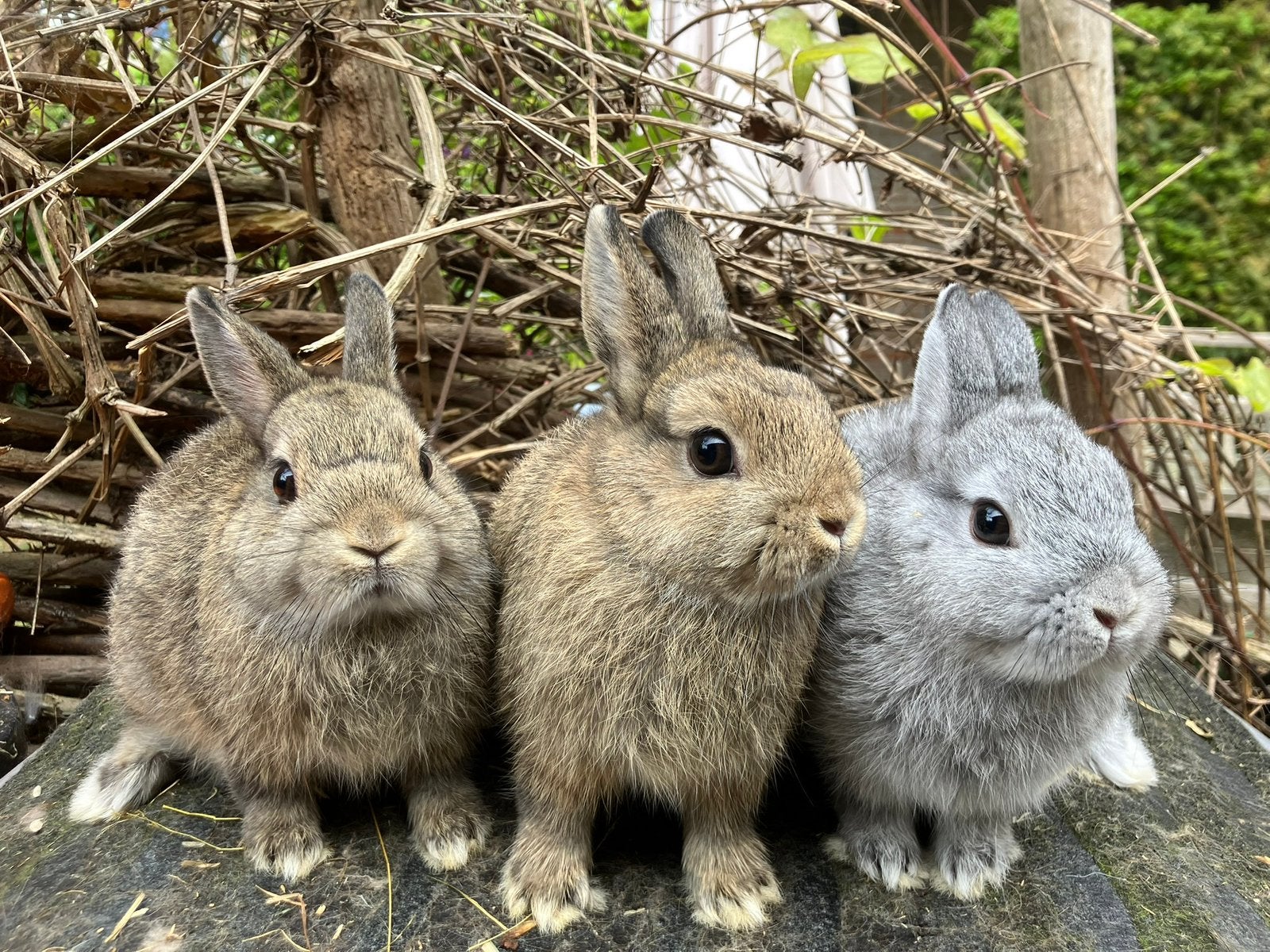 Enkele kleurdwergen te koop, Dieren en Toebehoren, Konijnen, Meerdere dieren