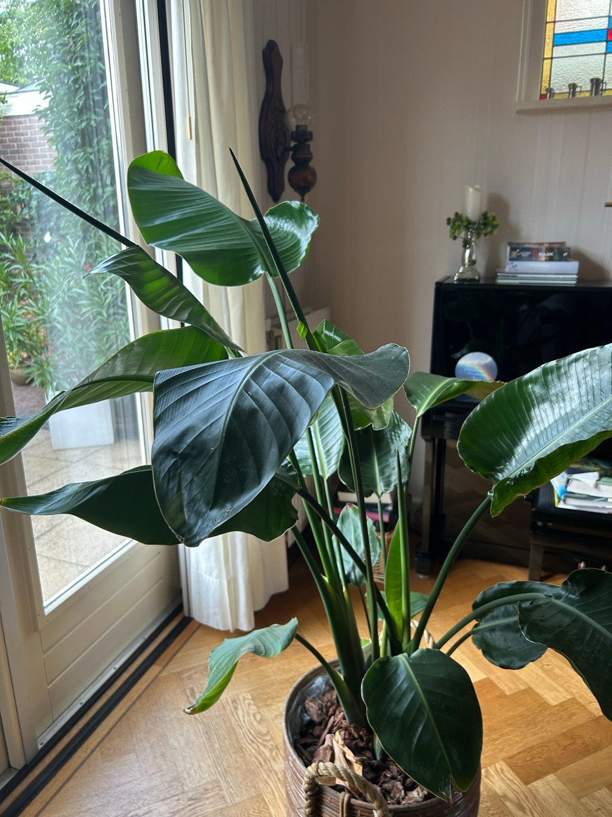 Strelitzia Nicolai - Paradijsvogelplant, Huis en Inrichting, Ophalen, 100 tot 150 cm, Overige soorten, In pot