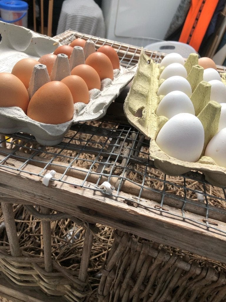 Bio verseEieren te koop per 30 stuks dagelijks, Vrouwelijk, Kip