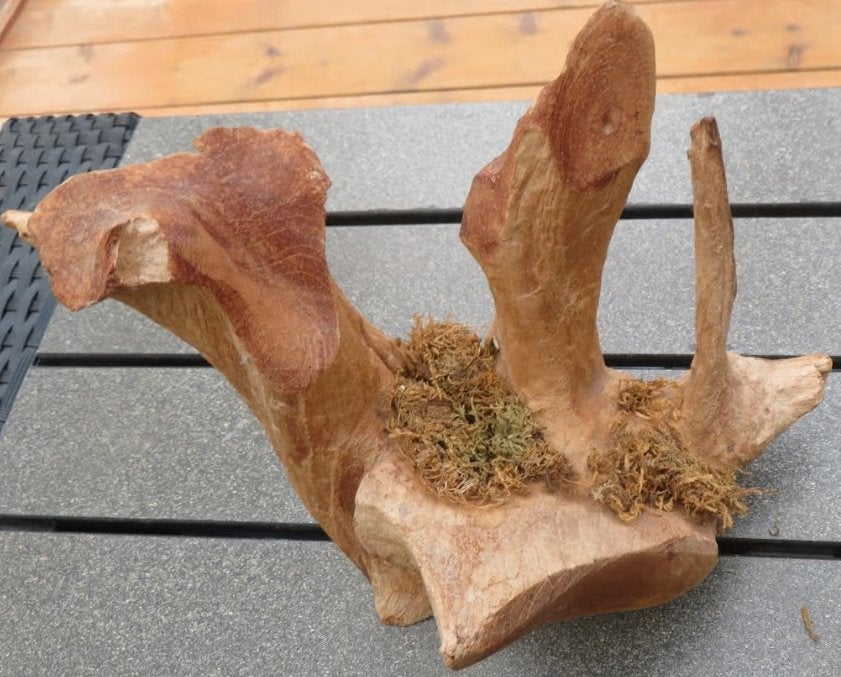 hout sculptuur set, Antiek en Kunst, Kunst | Beelden en Houtsnijwerken, Ophalen of Verzenden, Hout, Houtsnijwerk, 20 - 50 cm