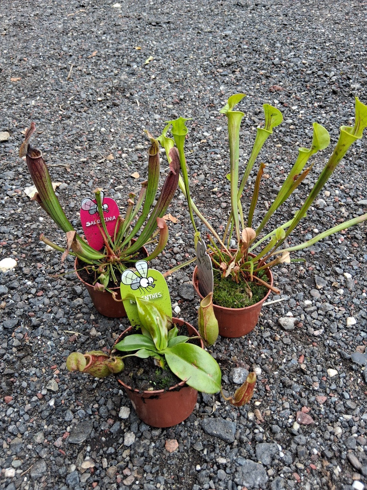 Laatste vlees etende plantjes, Ophalen, Eenjarig, Overige soorten, Volle zon