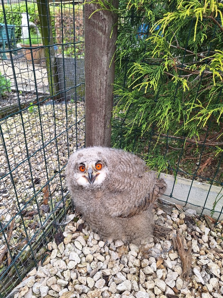 roofvogels, Dieren en Toebehoren, Geslacht onbekend, Roofvogel, Geringd