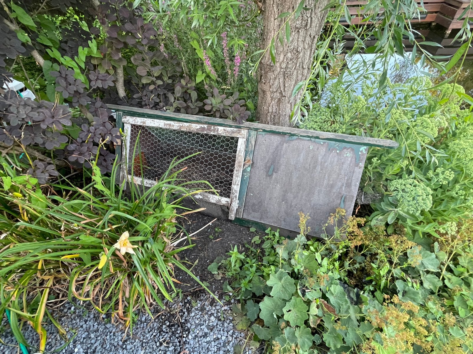 Buitenren/hok, Dieren en Toebehoren, Knaagdieren en Konijnen | Hokken en Kooien, Ophalen, Hok, Cavia, 110 cm of meer