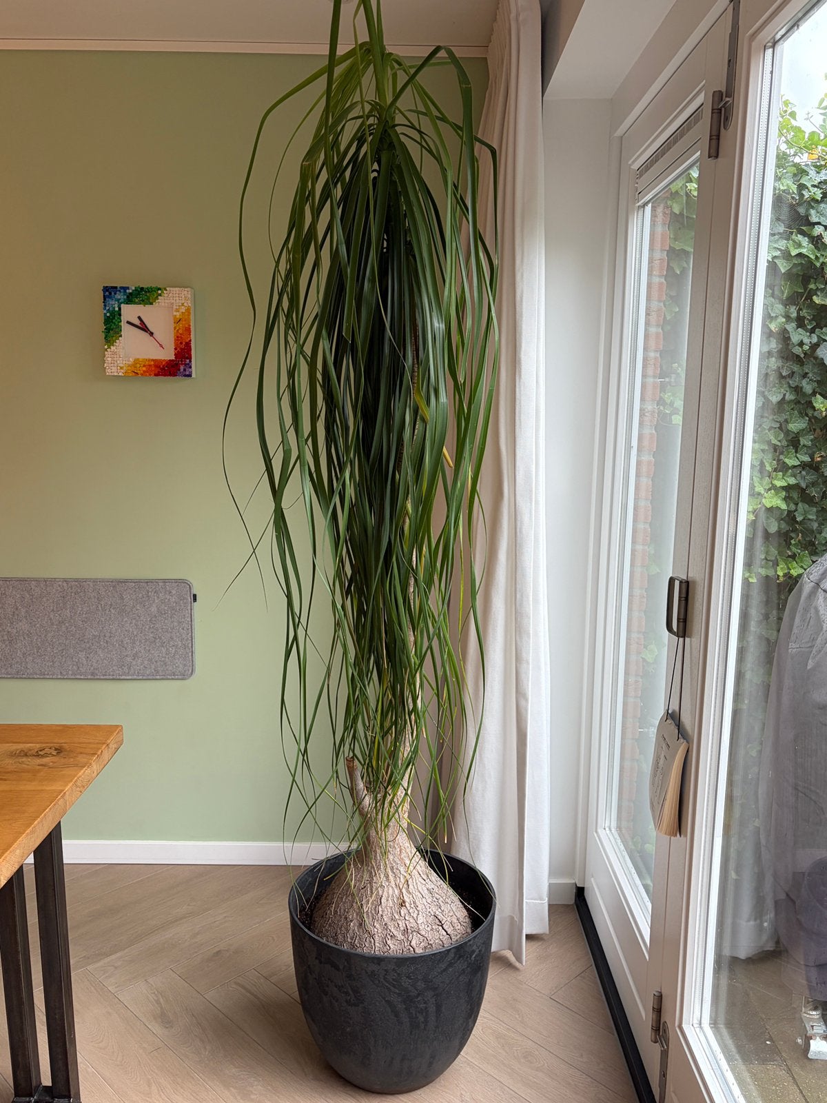 Olifantspoot (Beaucarnea) 60 jaar oud, Ophalen, Palm, Halfschaduw, In pot