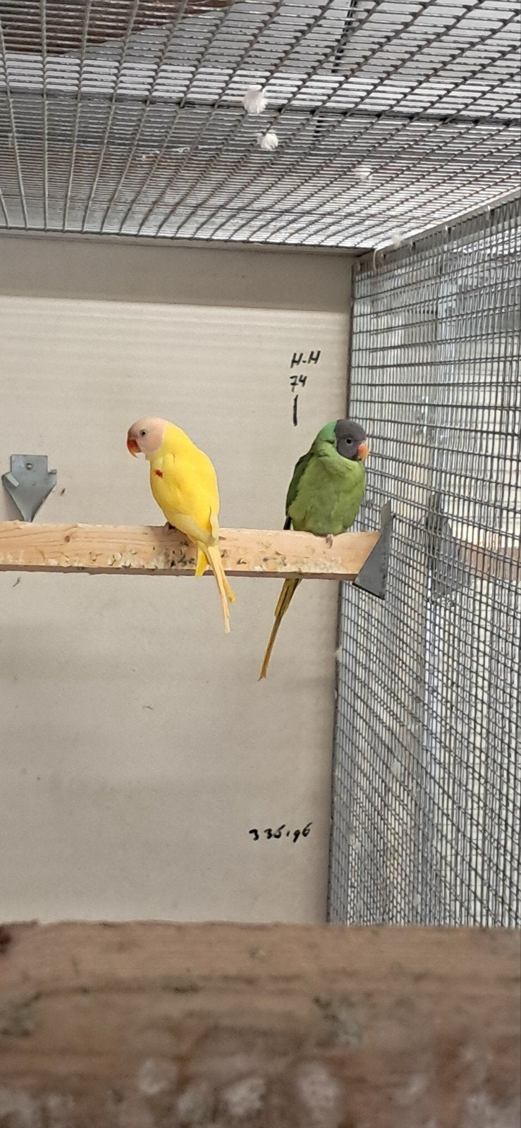 Koppel Grijskop Edel Himm.Finchii Laatste Koppel, Dieren en Toebehoren, Vogels | Parkieten en Papegaaien, Meerdere dieren, Parkiet