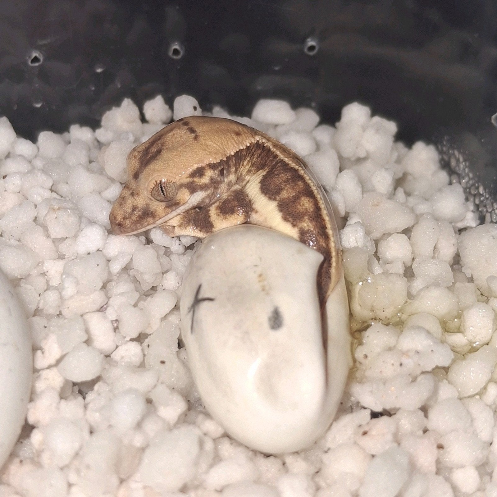 Mooie tricolor lilly white wimpergekko/crested gecko 0.0.1 Crested Gecko photo 3