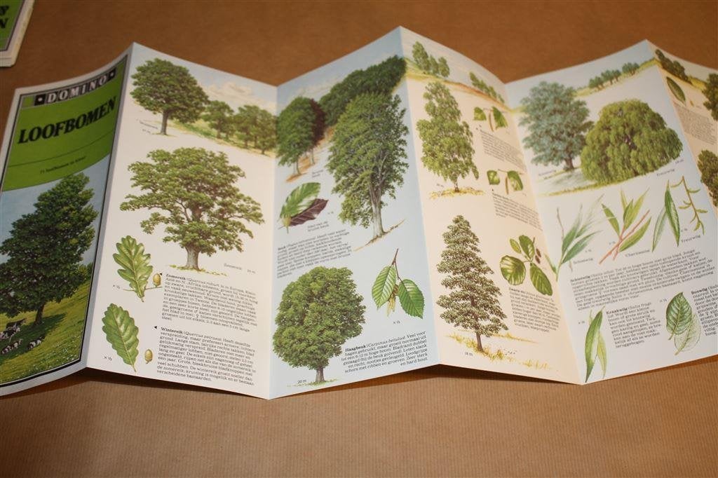 Uitvouwbare informatiefolder Domino Loofbomen., Ophalen of Verzenden, Zo goed als nieuw, Vogels