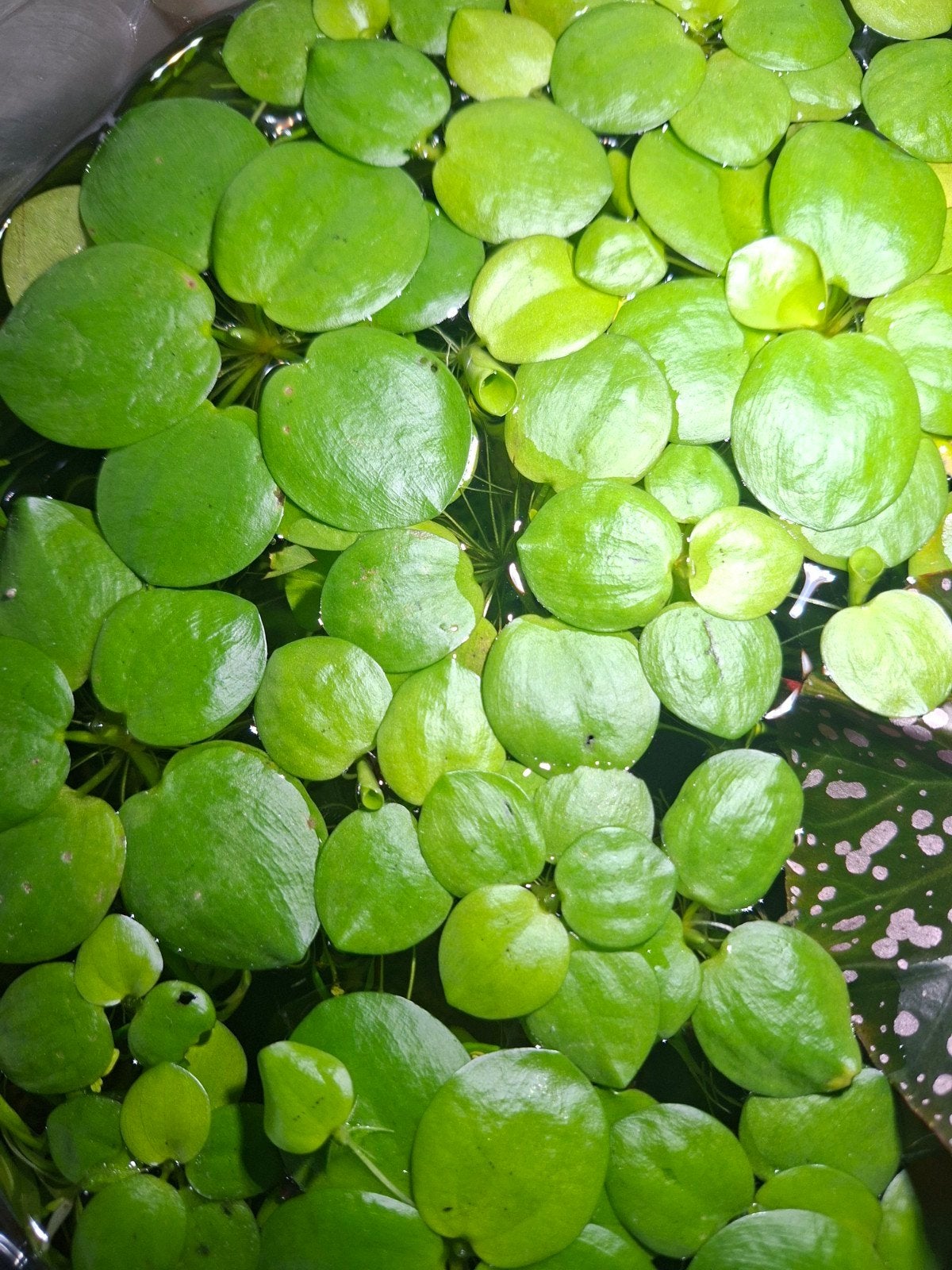 Amazone kikkerbeet - Aquarium drijfplant, Ophalen of Verzenden, Zo goed als nieuw, Plant(en), Steen of Hout