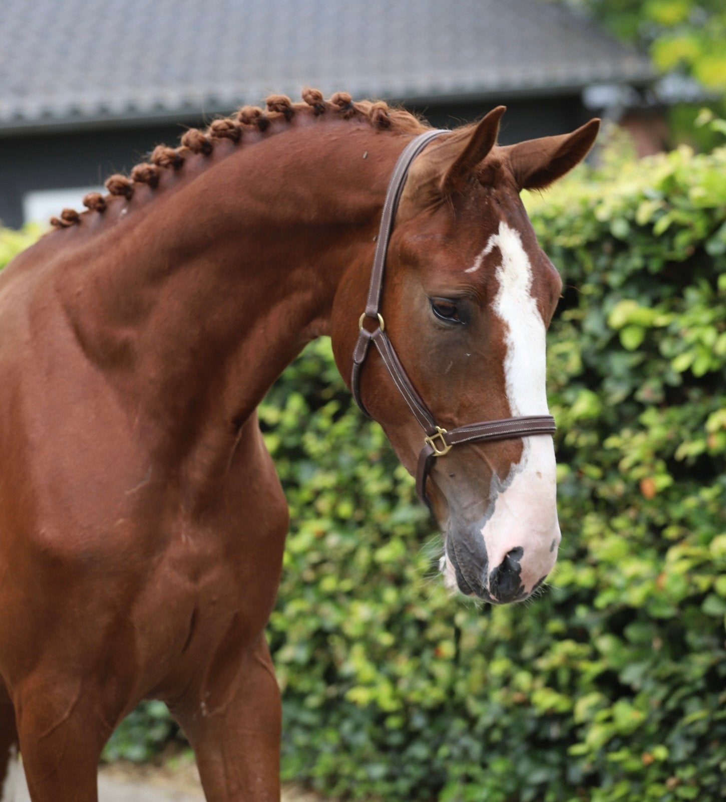 Bijzonder opvallende 3jr KWPN ruin Santano x Quidam de Revel, Dieren en Toebehoren, Springpaard, Met stamboom, Ruin, 3 tot 6 jaar
