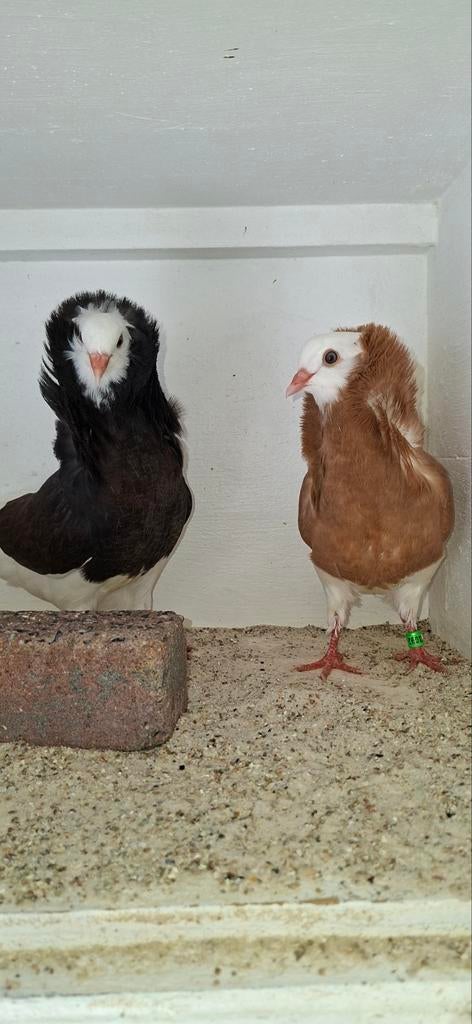 Te koop sierduiven Oudhollands kapucijnen duiven, Dieren en Toebehoren, Vogels | Duiven, Meerdere dieren, Overige soorten