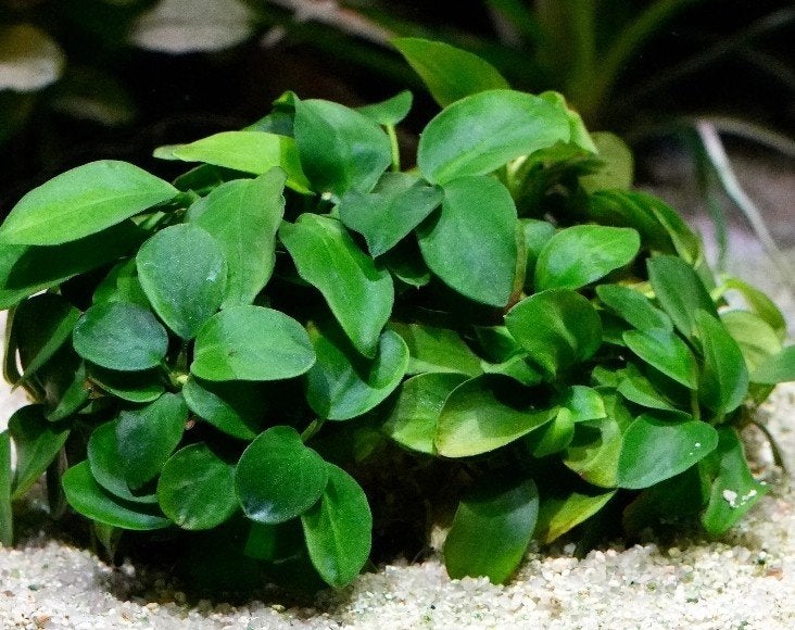 Anubias nana aquarium plant, Ophalen