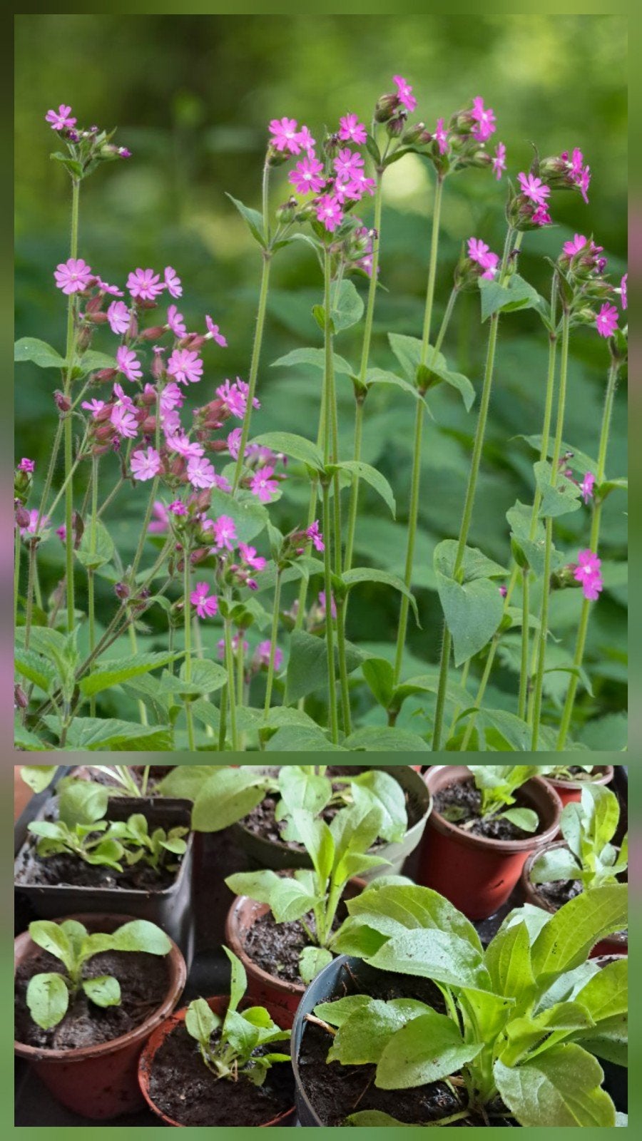 Bio Dagkoekoeksbloem stekjes Inheems Silene dioica, Ophalen, Overige soorten, Volle zon