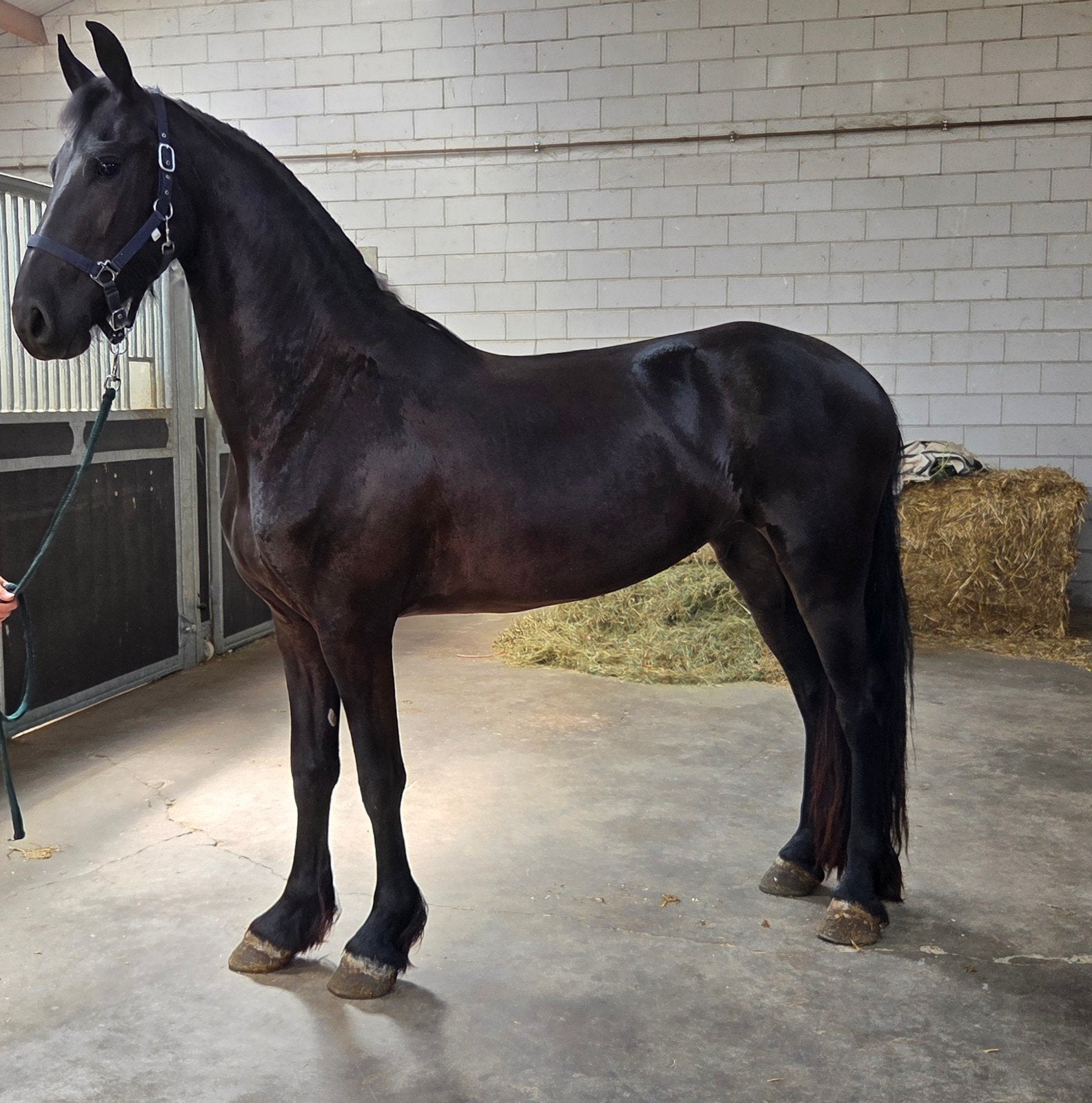 Apart bewegende Friese merrie!, Merrie, Dressuurpaard, 3 tot 6 jaar