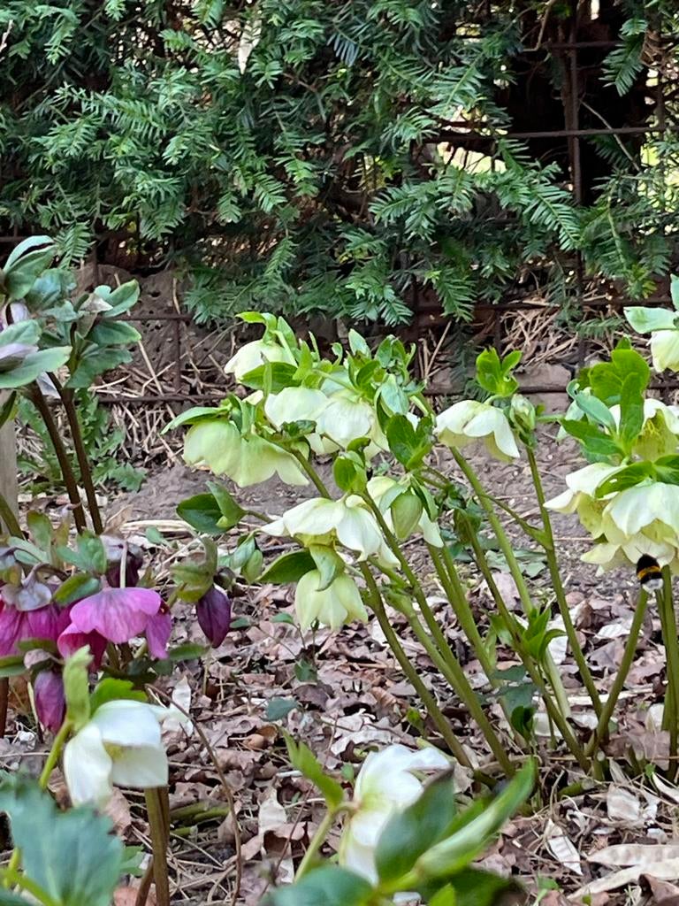 Helleborus zaailingen - Vroege bloeiers voor uw tuin, Vaste plant, Halfschaduw, Winter, Ophalen