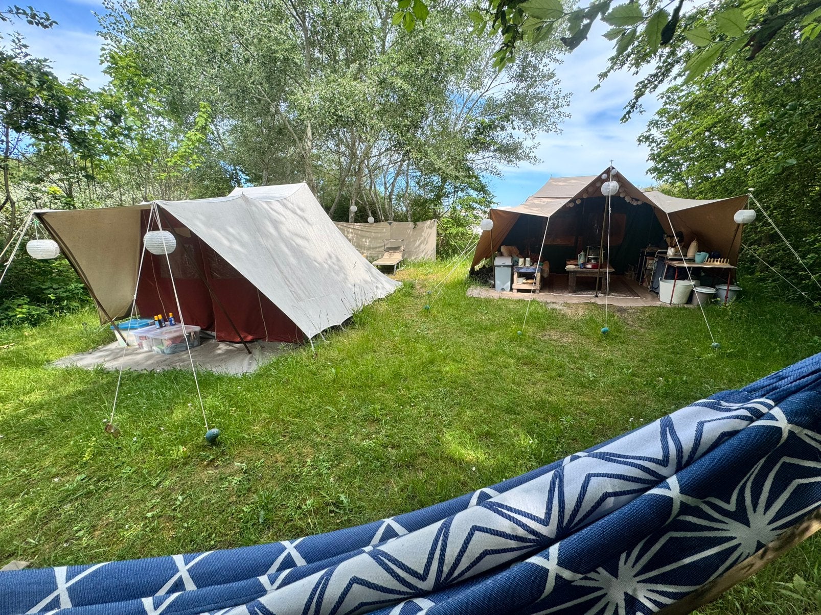 Te huur vergrote zilvermeeuw op Stortemelk Vlieland
