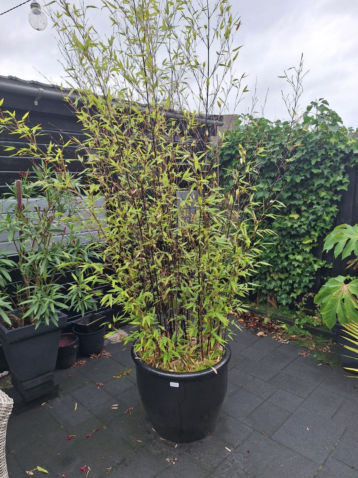 ZWARTE BAMBOO, Ophalen of Verzenden, Overige soorten, Volle zon