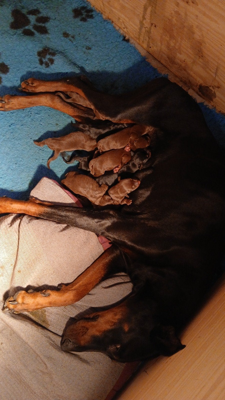 Dobermann pups, Particulier, 15 weken tot 1 jaar, Overige rassen, Buitenland