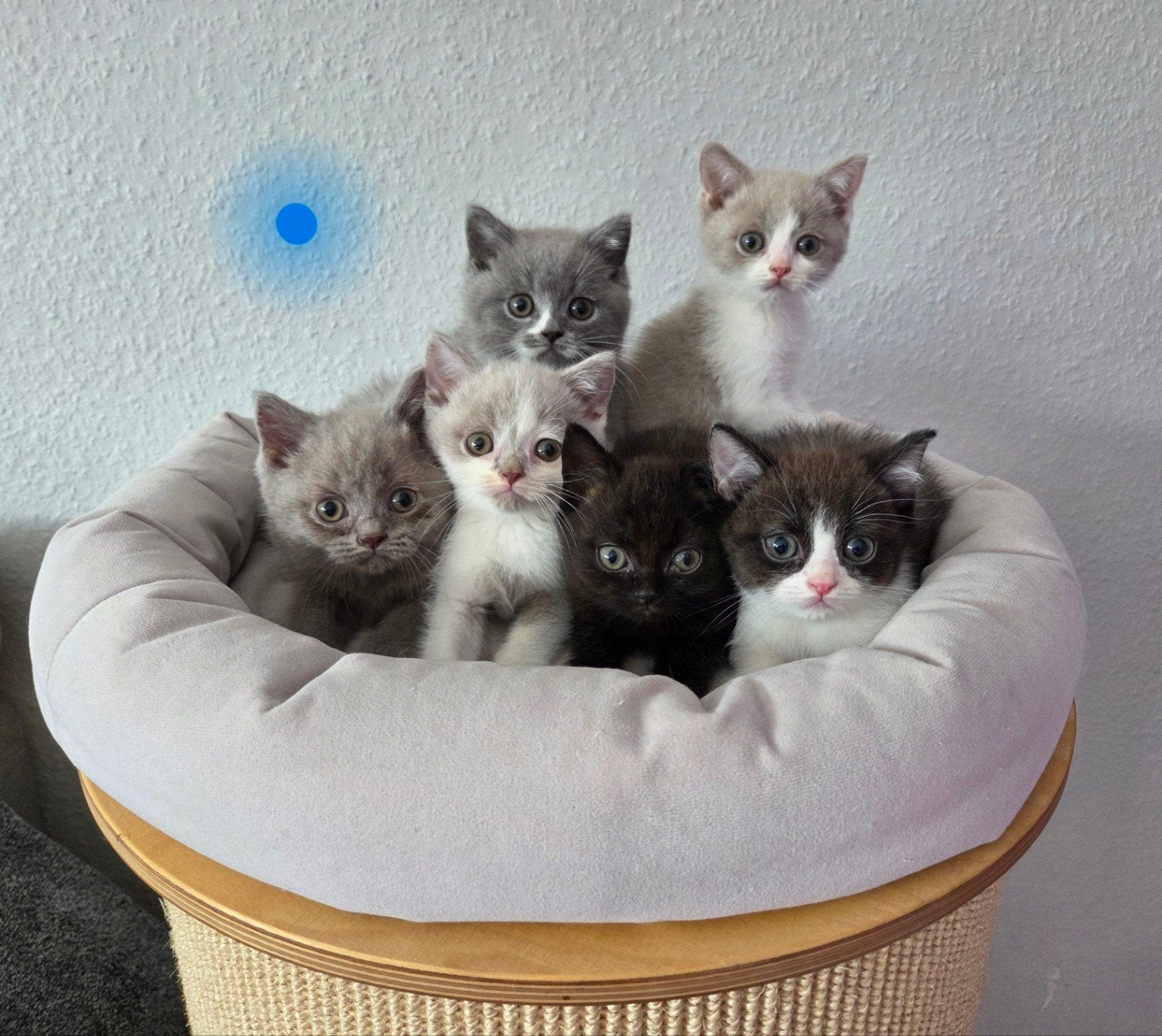 Britse korthaar kittens stamboom lilac blue white black, Meerdere dieren, Met stamboom, 0 tot 2 jaar