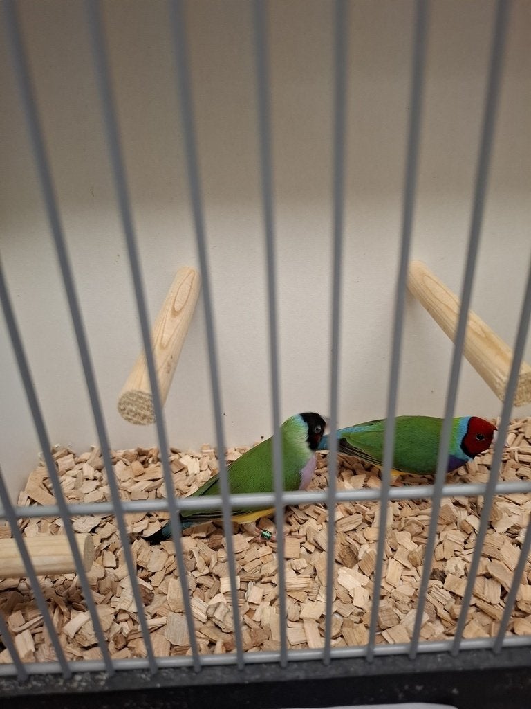 koppel jonge gouldamadines, Dieren en Toebehoren, Meerdere dieren, Tropenvogel, Geringd