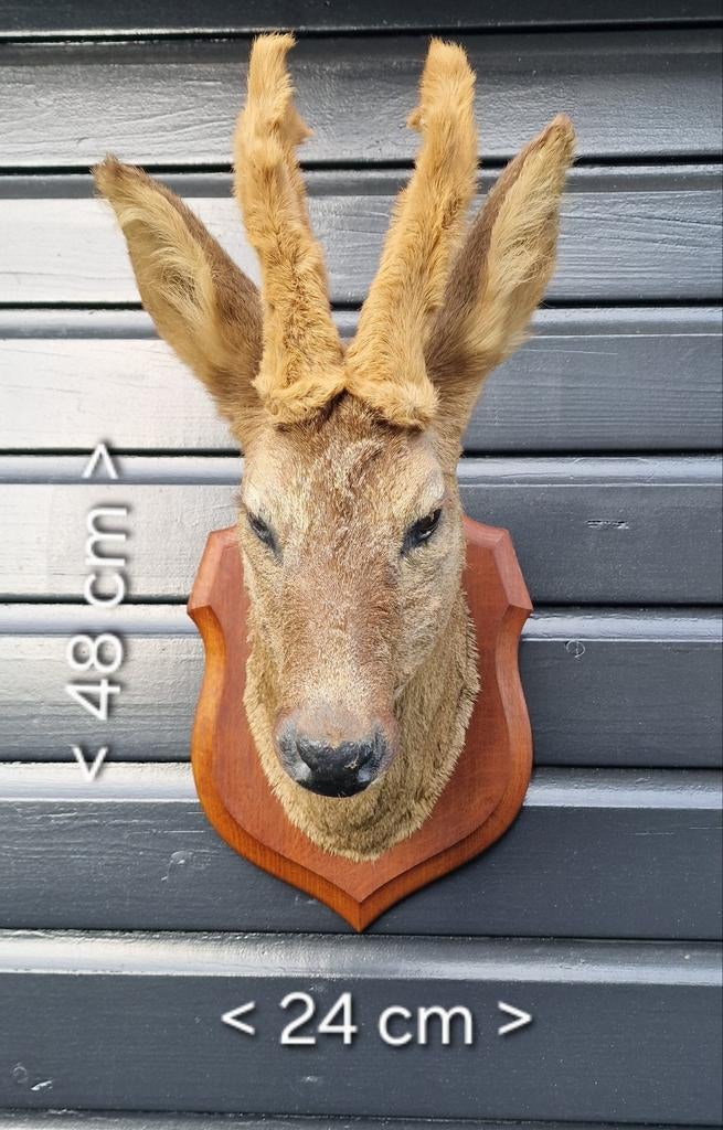 Prachtige Reekop op Schild - Taxidermie, Ophalen of Verzenden, Gebruikt, Hert, Opgezet dier