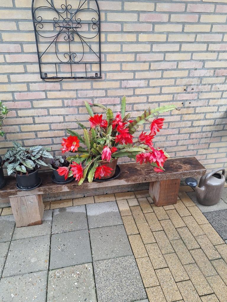 Kerstcactus (Schlumbergera) met prachtige rode bloemen, Ophalen, Overige soorten, Volle zon