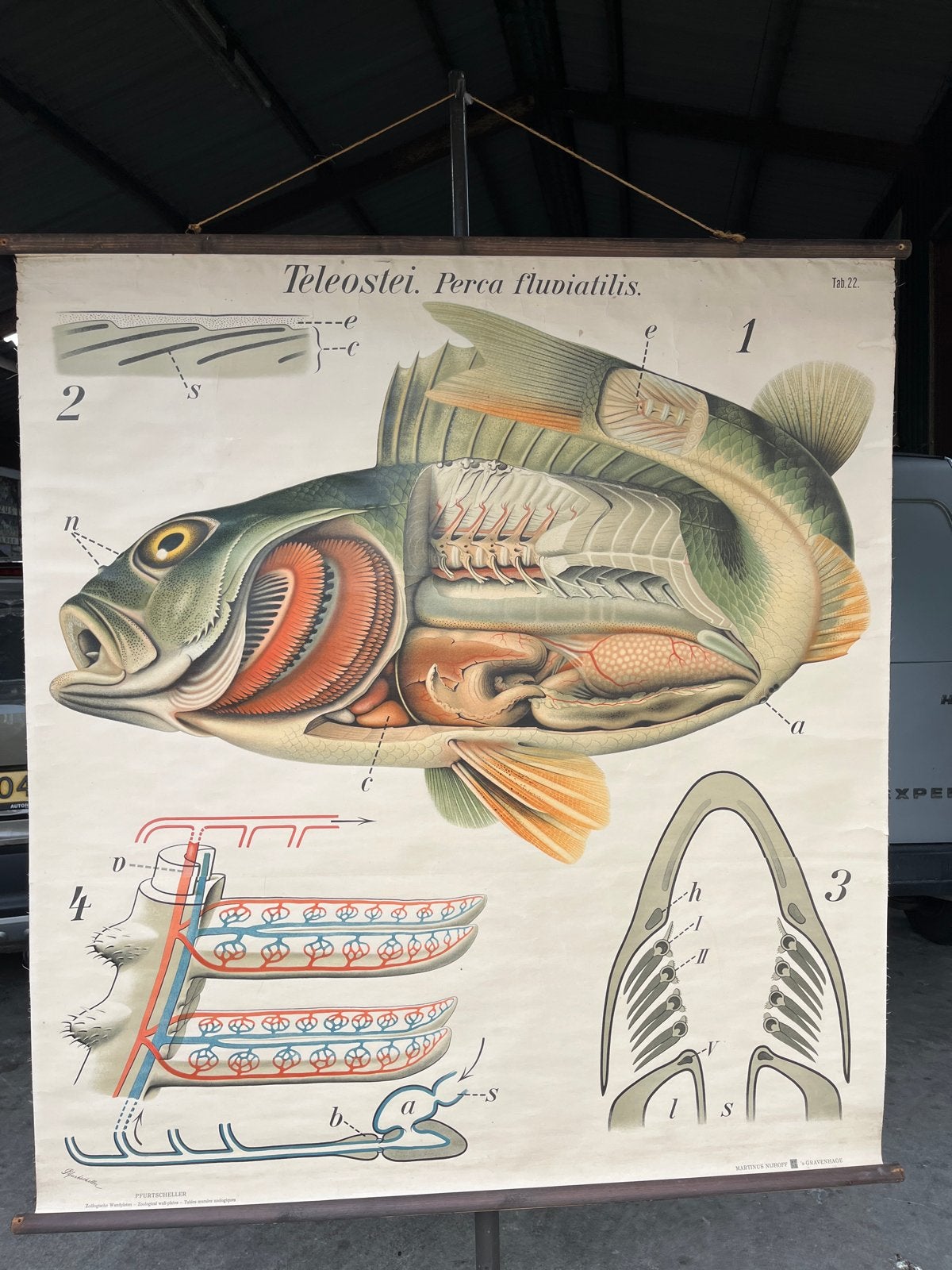 Vintage Anatomische Schoolplaat Baars (Perca fluviatilis), Ophalen, Natuur en Biologie