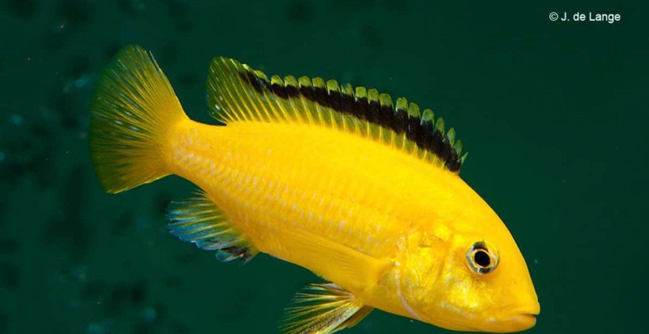 koppel cichliden, Dieren en Toebehoren, Vis