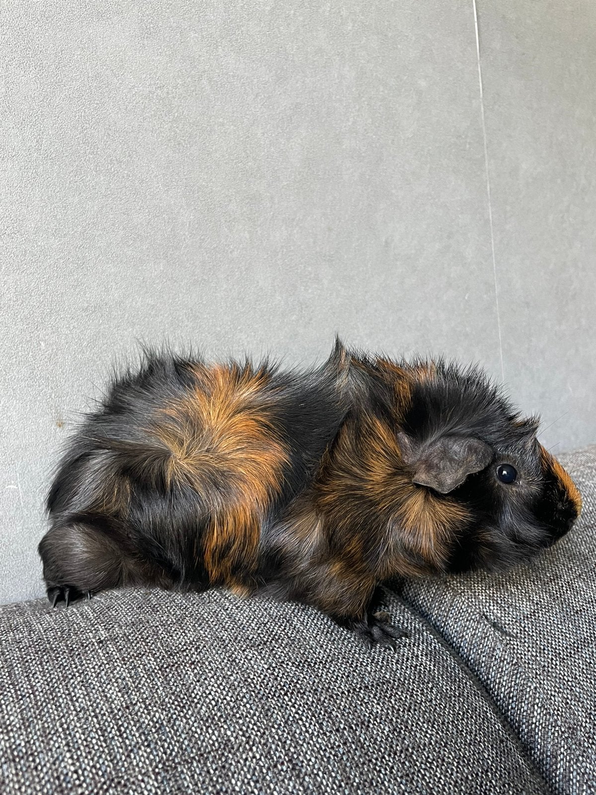 Borstel cavia beertje te koop!, Dieren en Toebehoren, Cavia, Februari, Mannelijk, Tam