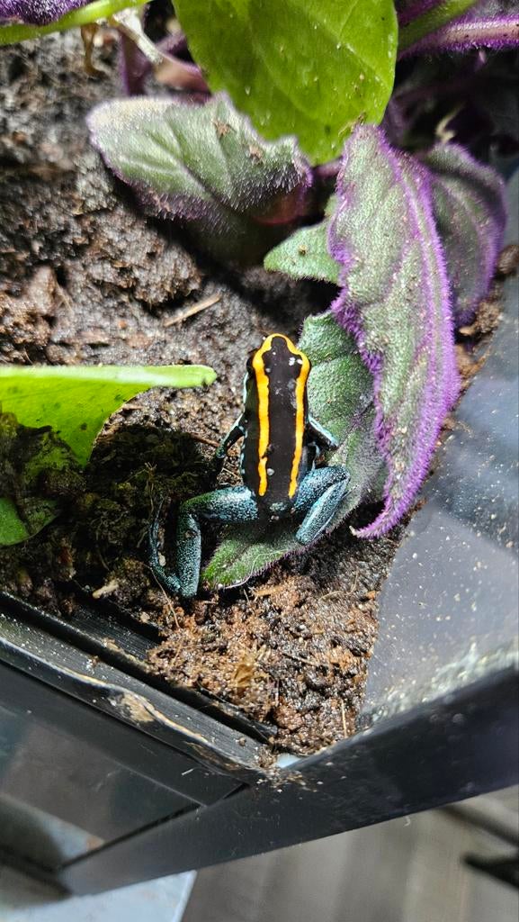 Phyllobates vittatus gifkikkers Frog - unknown for sale from SNM