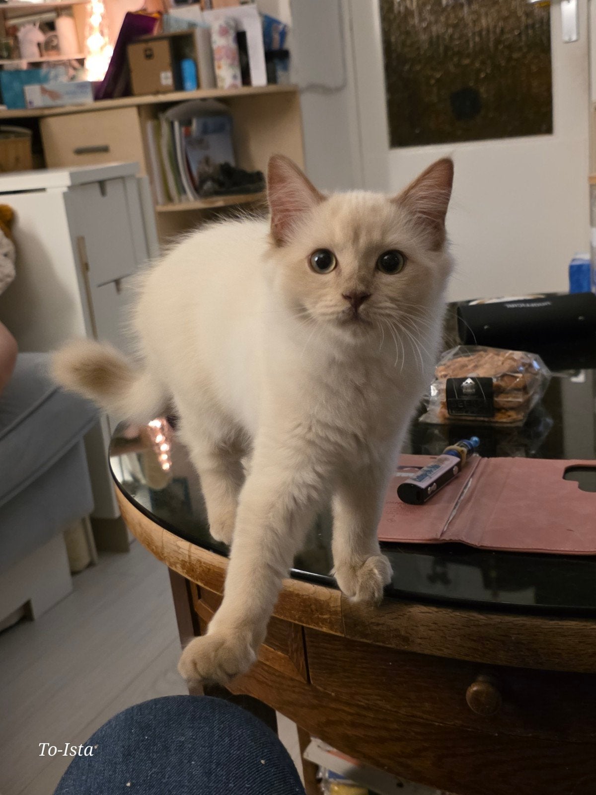 Choc Sepia ragdoll poesje, Poes, Met stamboom, 0 tot 2 jaar