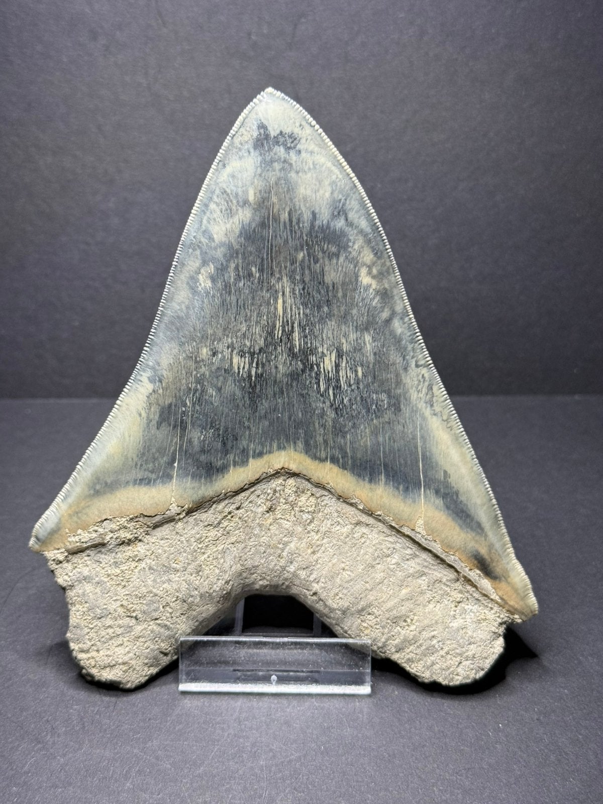 Megalodon haaientand 13 cm Indonesië, Ophalen of Verzenden, Fossiel