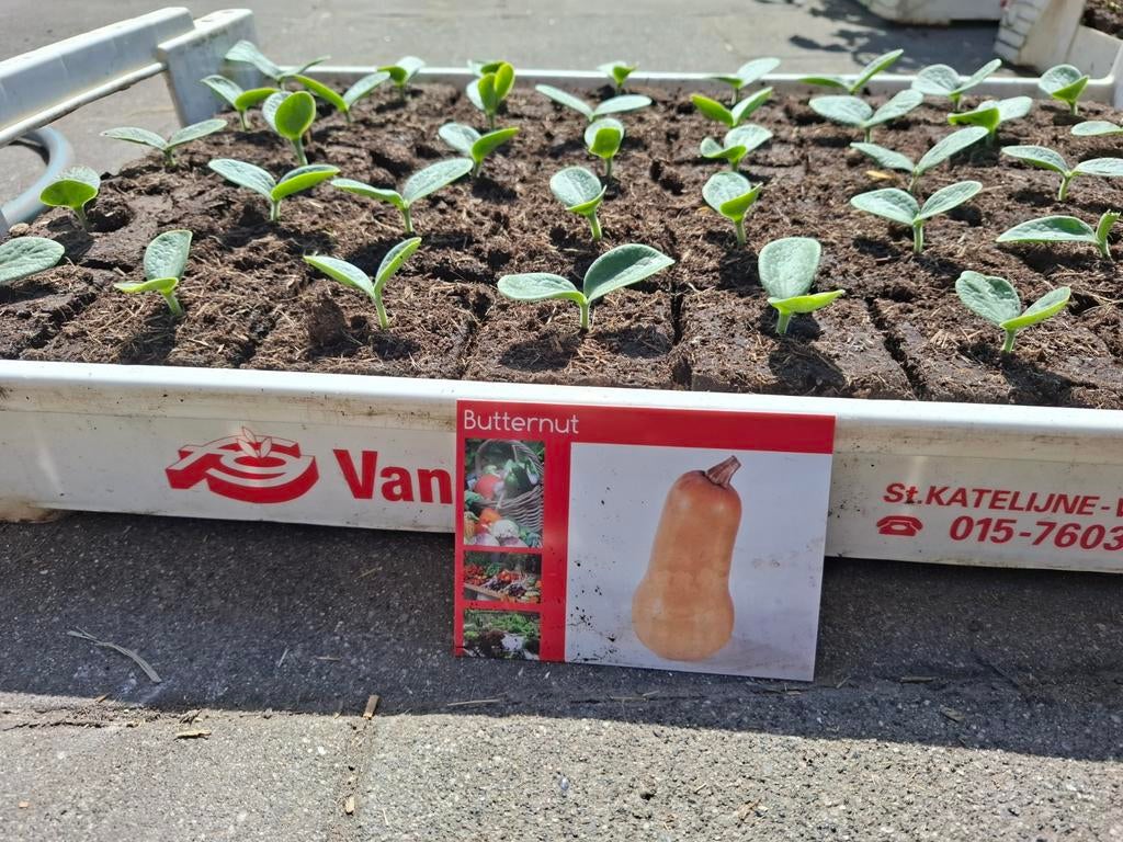 Fles pompoen& uchiki kuri pompoen, Ophalen, Eenjarig, Groenteplanten, Volle zon