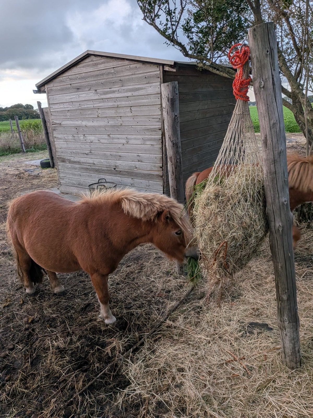 Hooinet slowfeeder €10 per stuk, Toebehoren