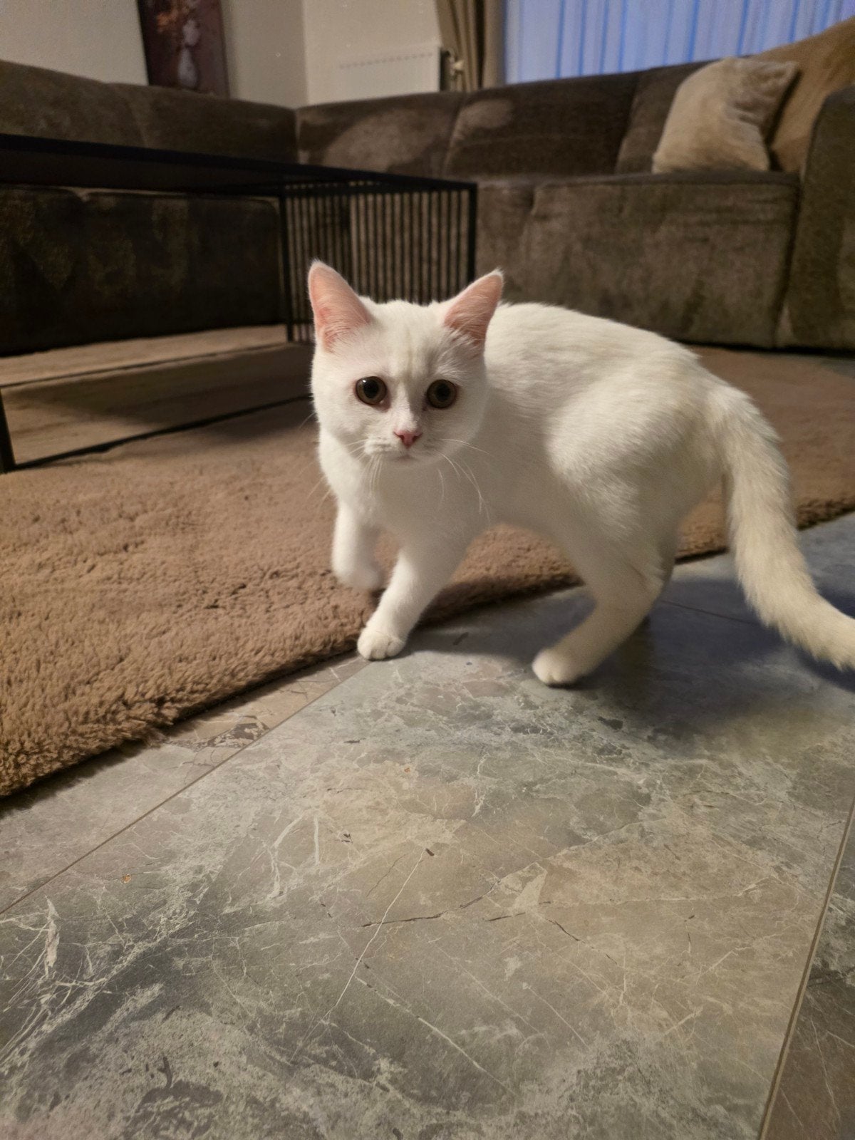 Britse korthaar kitten wit, Dieren en Toebehoren, Katten en Kittens | Overige Katten, Poes