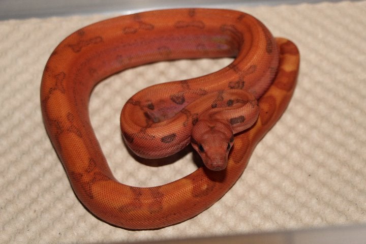 Jonge Boa Constrictor’s, Dieren en Toebehoren, Slang, 0 tot 2 jaar