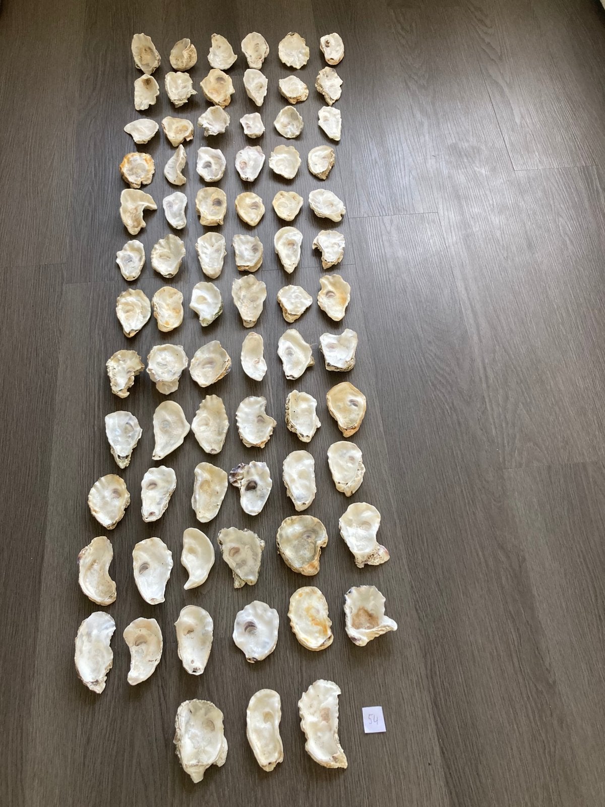 125 oesterschelpen, Verzamelen, Ophalen of Verzenden