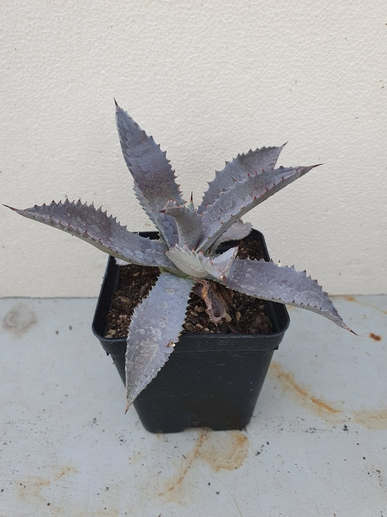 Mangave (kruising Agave), Ophalen of Verzenden, Bloeit niet, Overige soorten, Volle zon