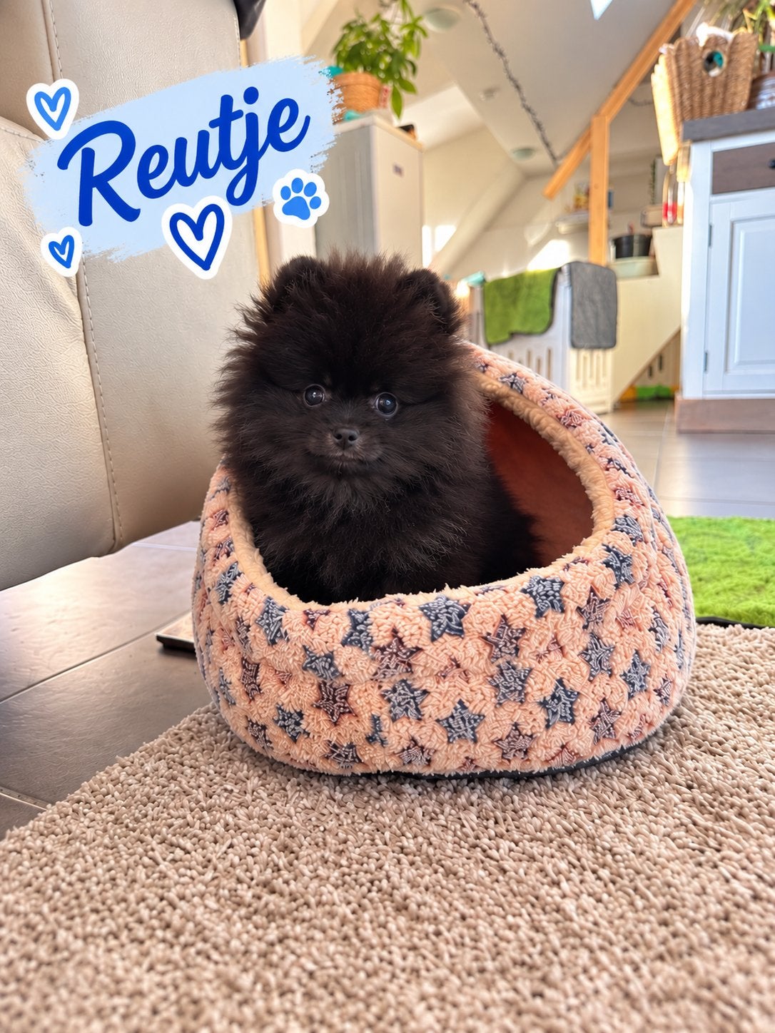 ️Pomeranian️🌺, Dieren en Toebehoren, België, Particulier, Keeshond, Reu