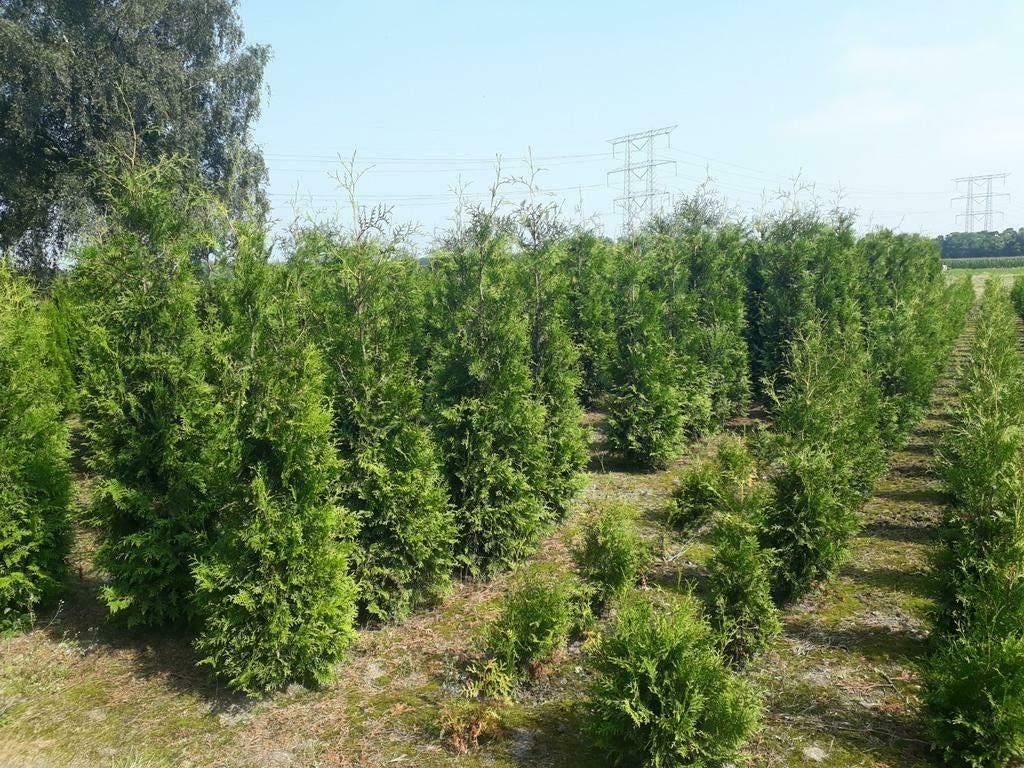Coniferen thuja brabant tot 350cm hoog, Tuin en Terras, Planten | Struiken en Hagen, Ophalen, Conifeer, Haag, 100 tot 250 cm