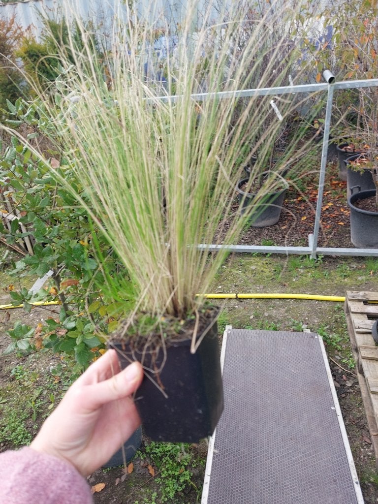 Stipa tenuissima 'Ponytails' (vedergras), Ophalen, Volle zon, Vaste plant, Siergrassen