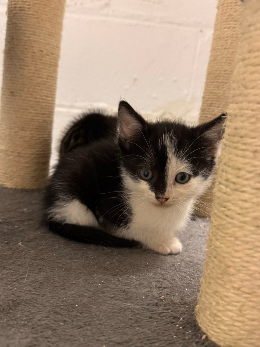 Kitten, Kater