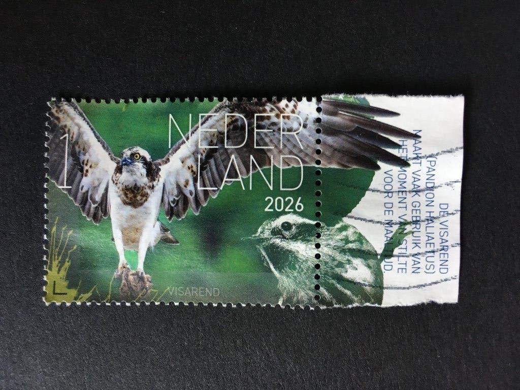 2411 Nederland 2026 - Beleef Vogels SABA - Visarend met tab, Ophalen of Verzenden, Na 1940, Gestempeld