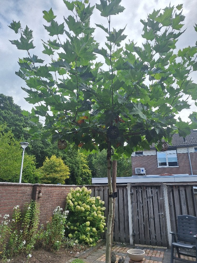 Dakplataan in Nijverdal, Tuin en Terras, Planten | Bomen, Bloeit niet, 100 tot 250 cm, Dakboom, Ophalen