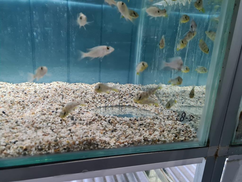 Nimbochromis Venustus Malawi Cichliden, Dieren en Toebehoren, Vissen | Aquariumvissen, Vis, Zoetwatervis