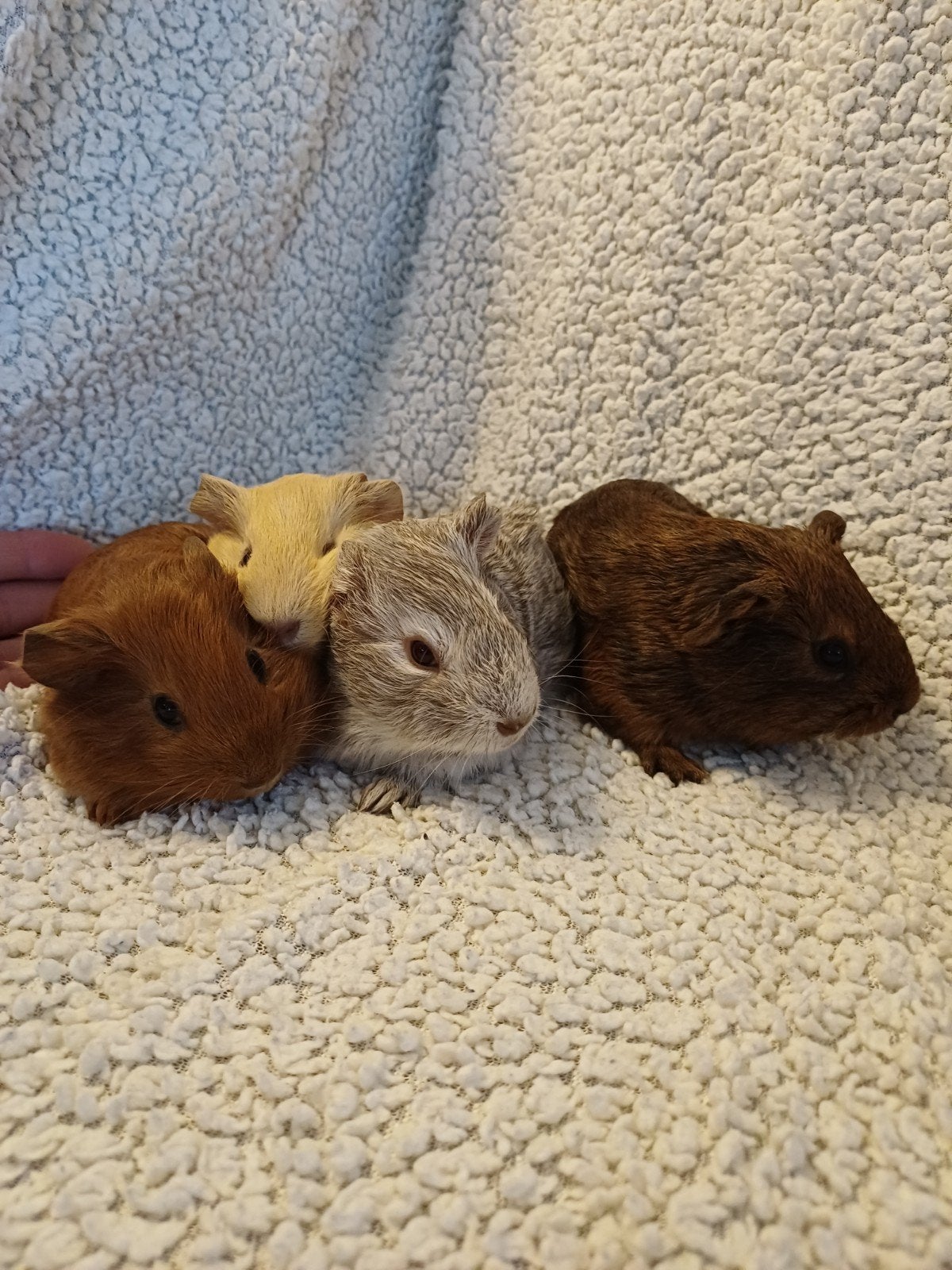 superleuk nestje cavia's, Dieren en Toebehoren, Oktober, Meerdere dieren, Cavia