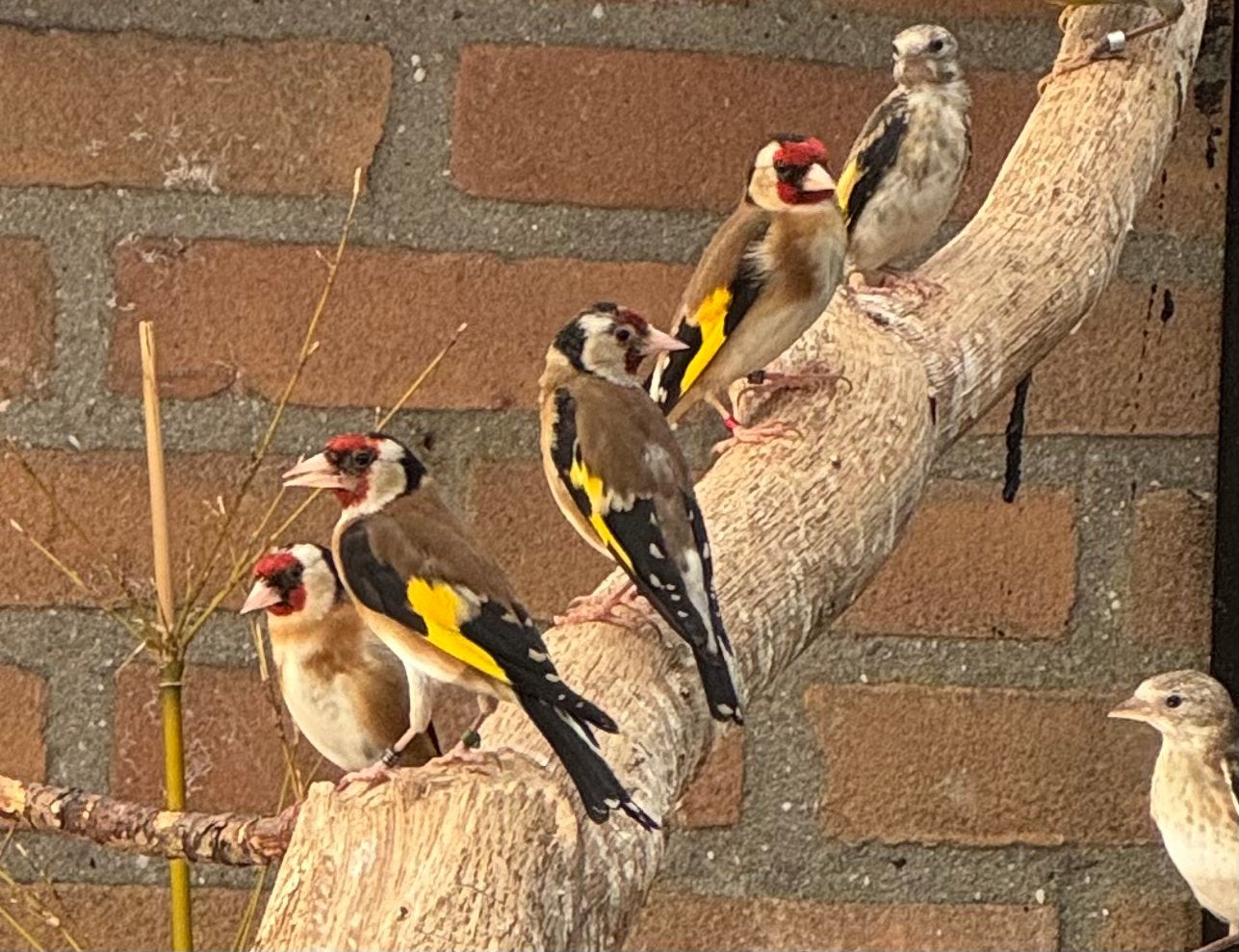 Koppel kleine putters van 2025, Dieren en Toebehoren, Vogels | Overige Vogels, Meerdere dieren, Wildzangvogel