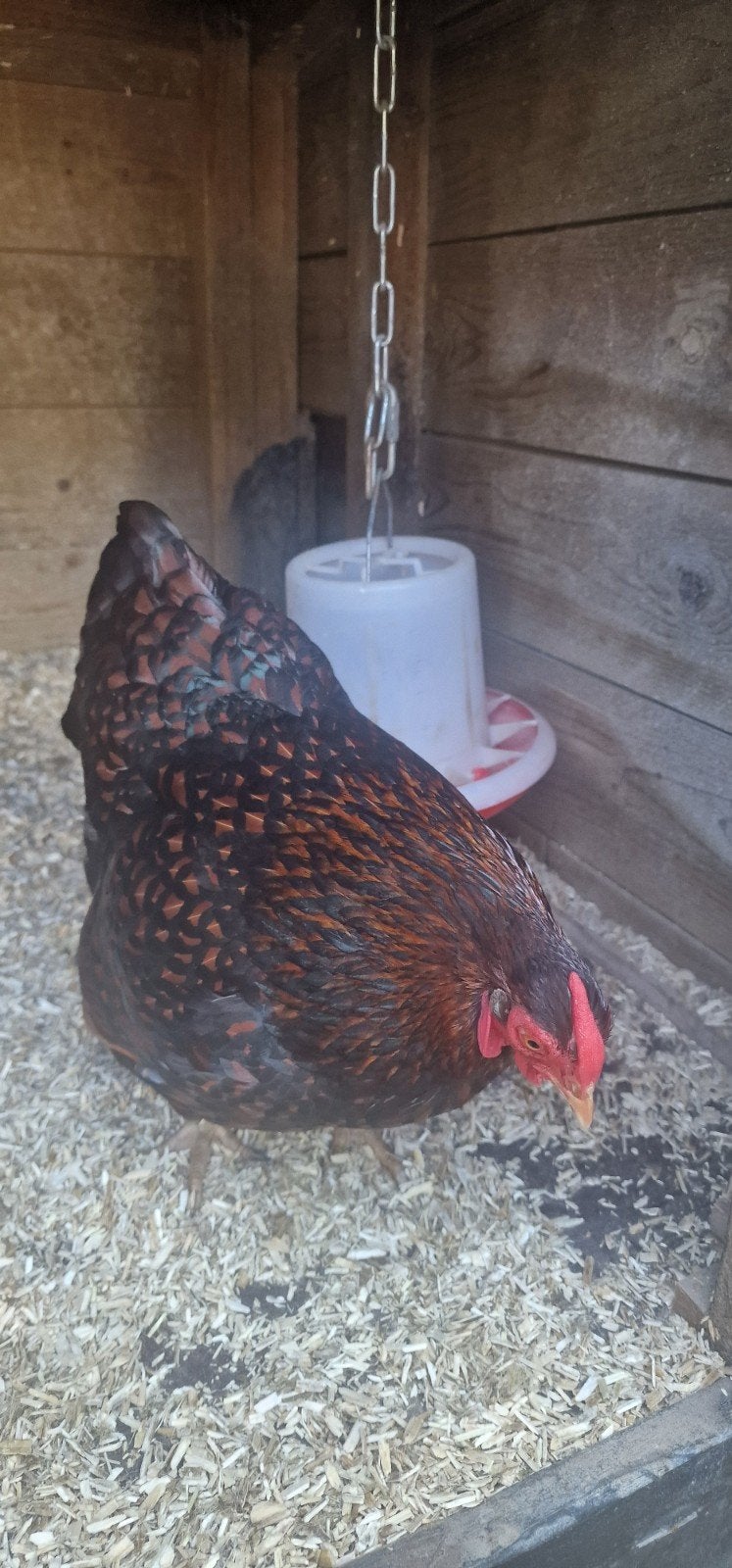 2 Zweedsebloem kippen en 1x Wyandotte met toebehoren., Vrouwelijk, Kip
