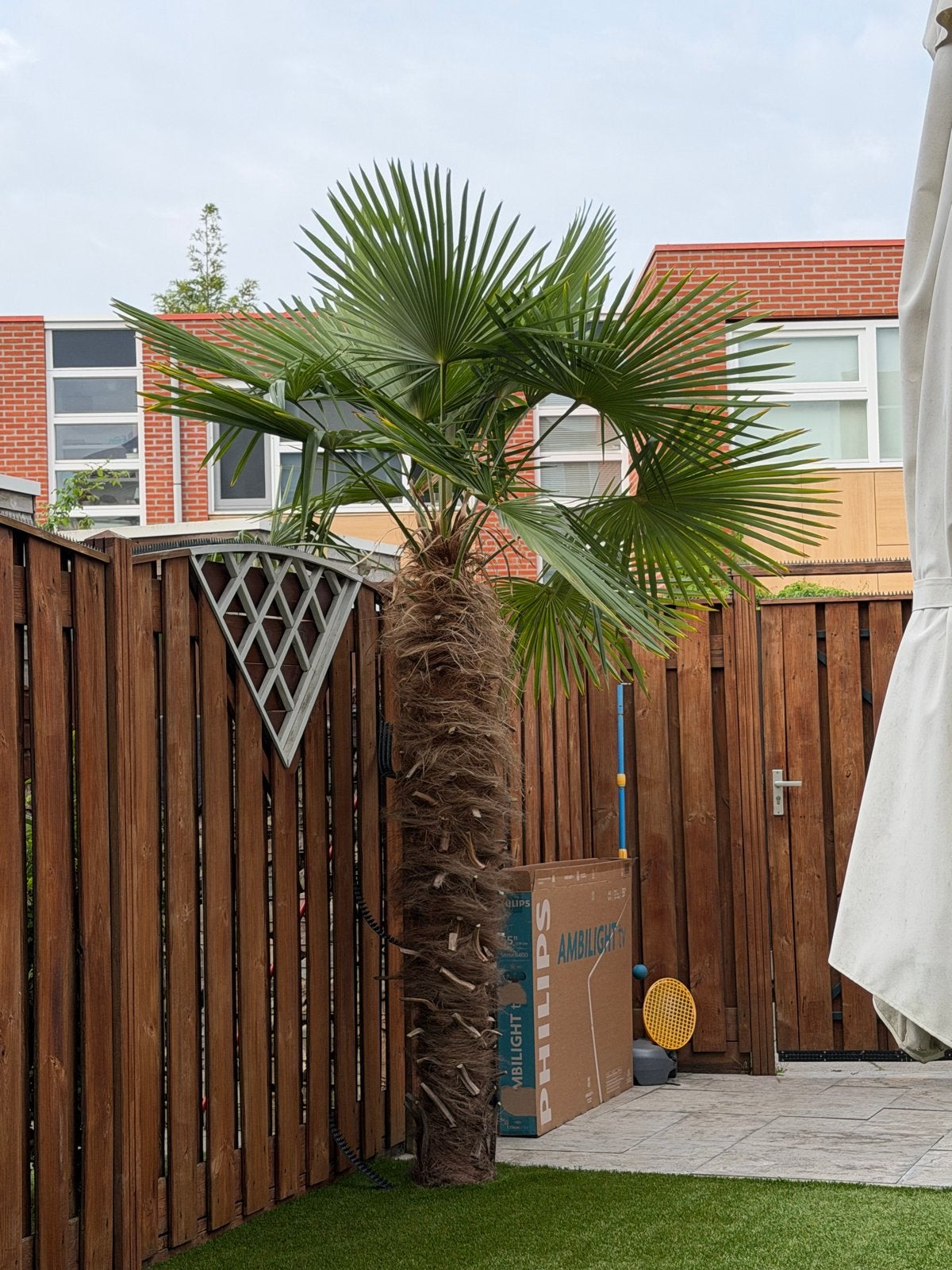 Grote winterharde palmboom – Trachycarpus fortunei, Volle zon, Vaste plant, Bloeit niet, Ophalen